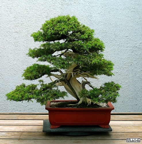 00-bonsai-51 (494x500, 312Kb)