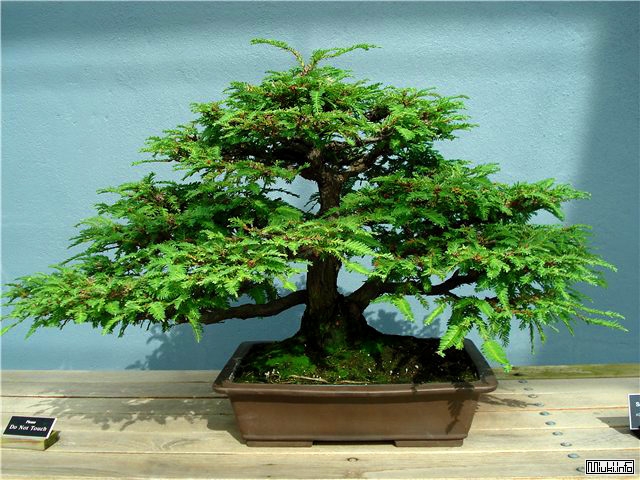 00-bonsai-5 (640x480, 232Kb)