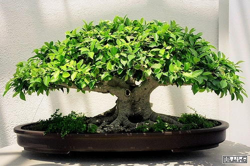 00-bonsai-48 (500x332, 206Kb)