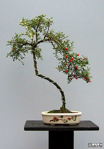 00-bonsai-40 (350x500, 118Kb)