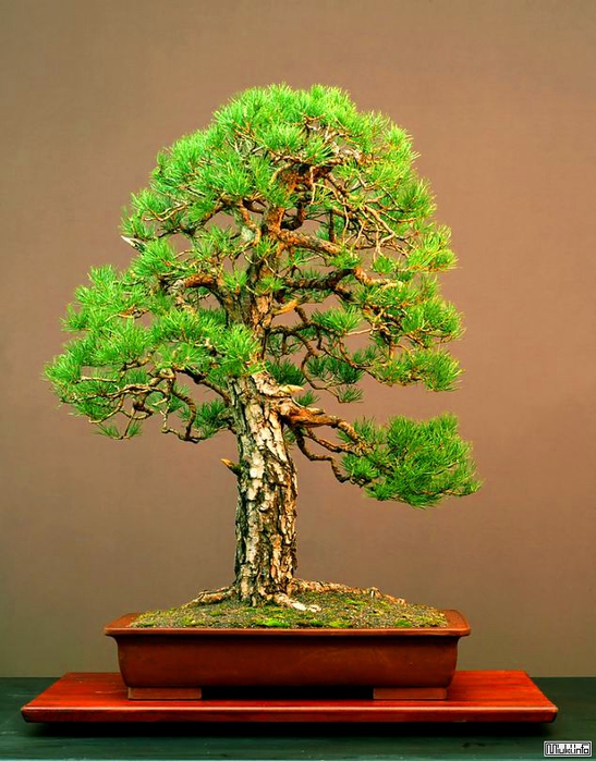 00-bonsai-4 (547x700, 260Kb)