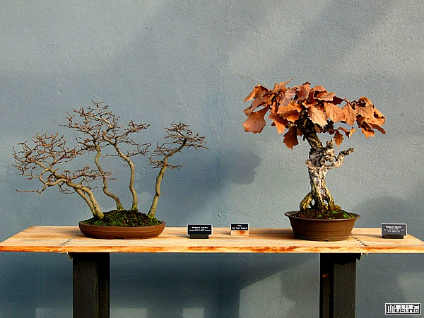 00-bonsai-37 (600x450, 199Kb)