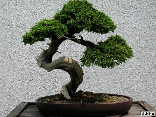 00-bonsai-33 (535x401, 181Kb)