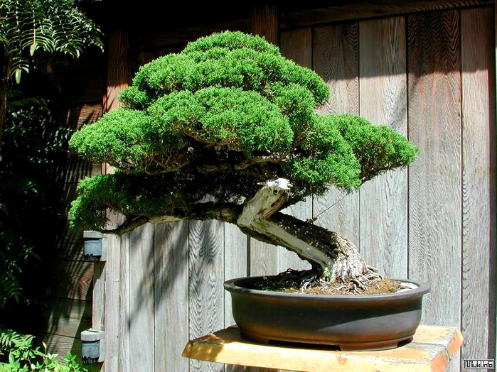 00-bonsai-32 (700x524, 337Kb)