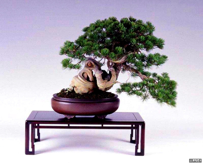 00-bonsai-27 (700x565, 261Kb)