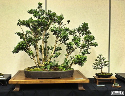 00-bonsai-24 (500x383, 216Kb)