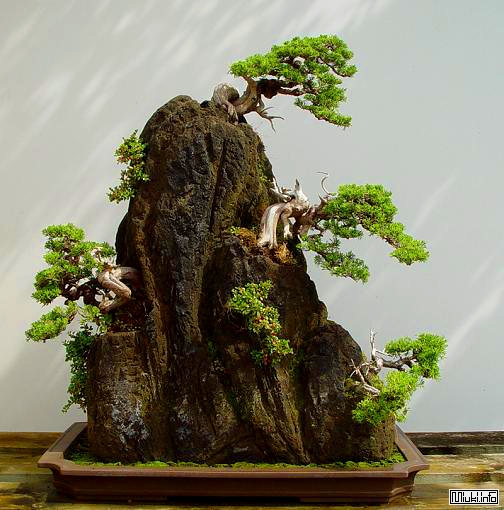 00-bonsai-18 (504x510, 161Kb)