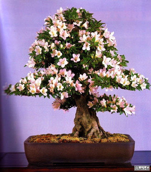 00-bonsai-1 (500x567, 257Kb)