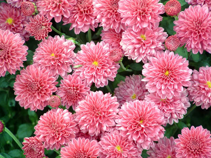 4650338_chrysanthemum_1_1_ (700x525, 231Kb)