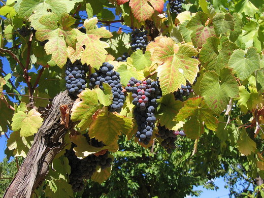 3_Grapes (520x390, 114Kb)