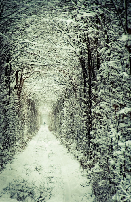 tunnel-of-love-ukraine-5 (455x700, 327Kb)