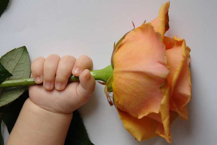 детская рука с розой (699x466, 18Kb)