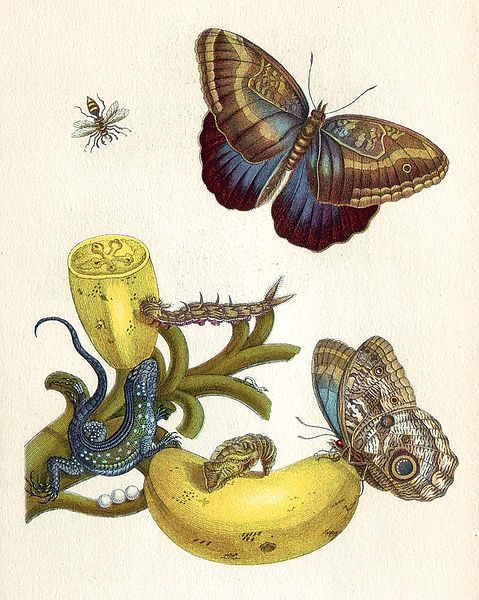 Illuminated Copper-engraving from Metamorphosis insectorum Surinamensium, Plate XXIII. Solanum mammosum 1705 (479x600, 79Kb)