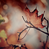 2120684_autumn11 (100x100, 21Kb)