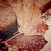 2120684_autumn13 (100x100, 23Kb)