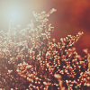 2120684_autumn23 (100x100, 21Kb)