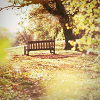 2120684_autumn16 (100x100, 26Kb)