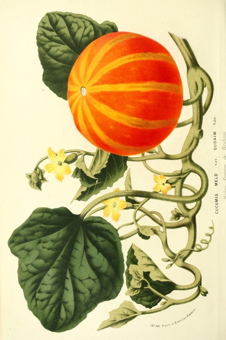 Botanical-Flore-des-Seres-et-Des-Jardins-de-LEurope-Pumpkin-Cucumis-melo (465x700, 218Kb)