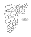  grapes_wb772 (582x700, 107Kb)