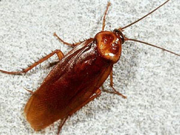 Рыжий жук похожий на таракана фото