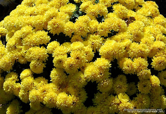 chrysanthemum-1 (700x481, 410Kb)