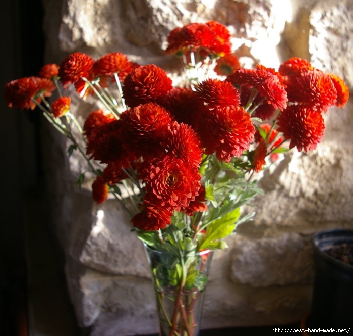 Chrysanthemum 'Lexy Red' (700x665, 309Kb)