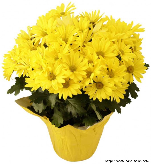 chrysanthemum-plant-530x575 (530x575, 135Kb)