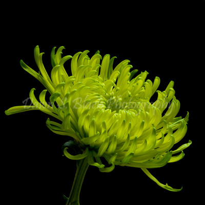Green_Chrysanthemum_4_square (400x400, 81Kb)