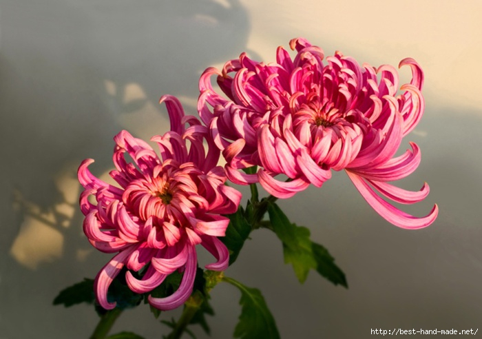red-Chrysanthemum-41 (1) (700x492, 175Kb)