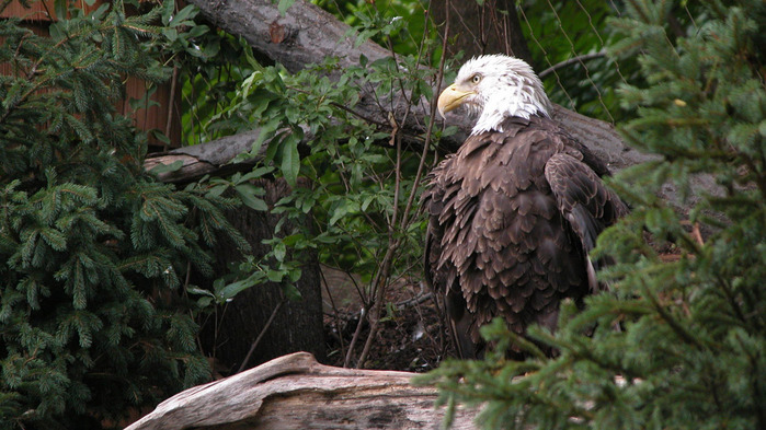 eagle-wallpaper-1366x768 (2) (700x393, 136Kb)