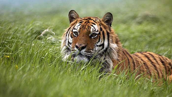 tiger-wallpaper-1366x768 (2) (700x393, 120Kb)