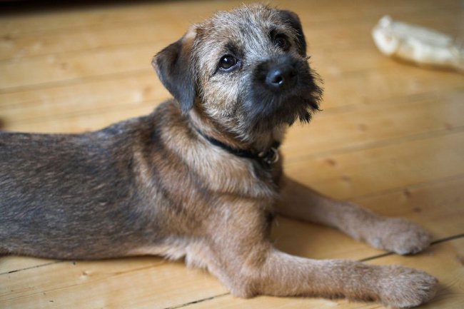 border-terrier_big (650x433, 45Kb)