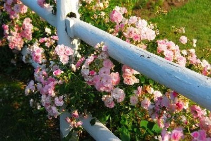 459424-pink-roses-at-the-white-painted-country-house-fence (700x469, 96Kb)