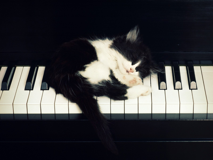 Cats2000Love20Music20Animals20Play20at20Piano (700x525, 249Kb)