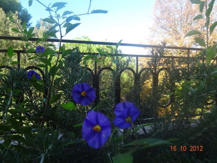 4798334_DSC04824 (700x525, 321Kb)