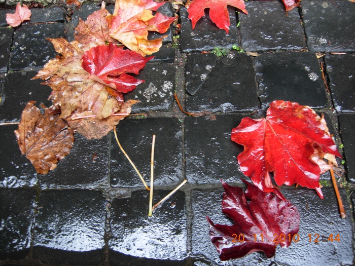 4798334_DSCN3505 (700x525, 373Kb)