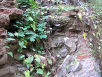 IMG_4462 (700x525, 440Kb)