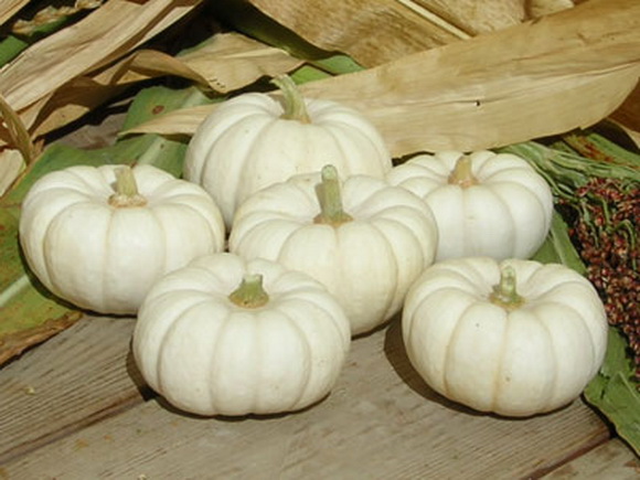 white mini pumpkins (580x435, 80Kb)
