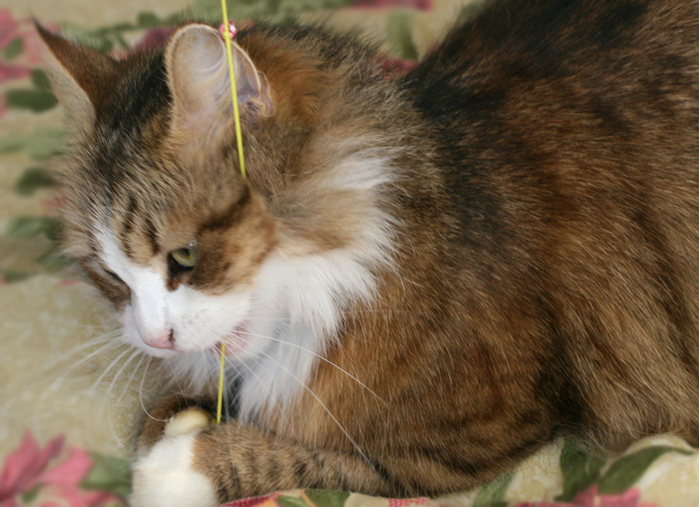 IMG_5387 (700x507, 353Kb)