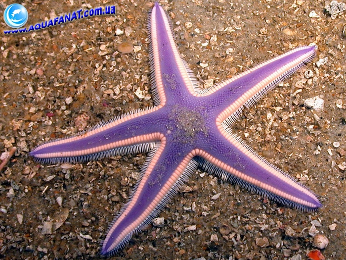 4326608_aquafanat_com_uavioletstarfish (700x525, 393Kb)