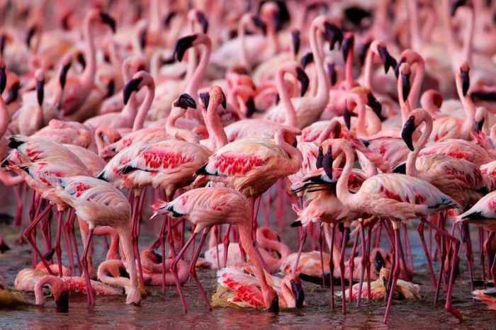 flamingp (700x466, 75Kb)