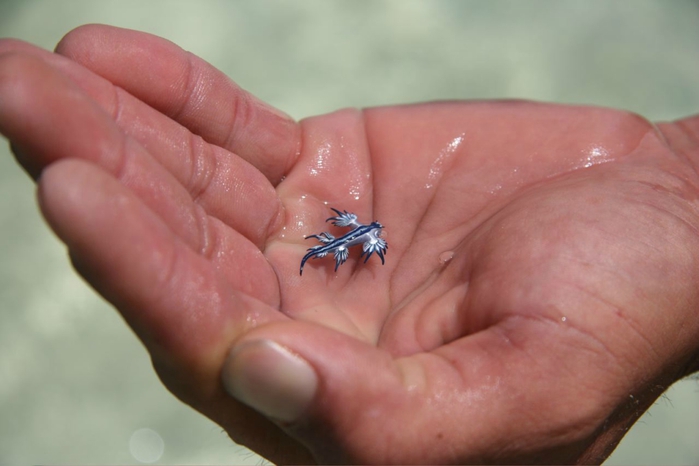 молюск голубой дракон Glaucus atlanticus 6 (700x466, 156Kb) 