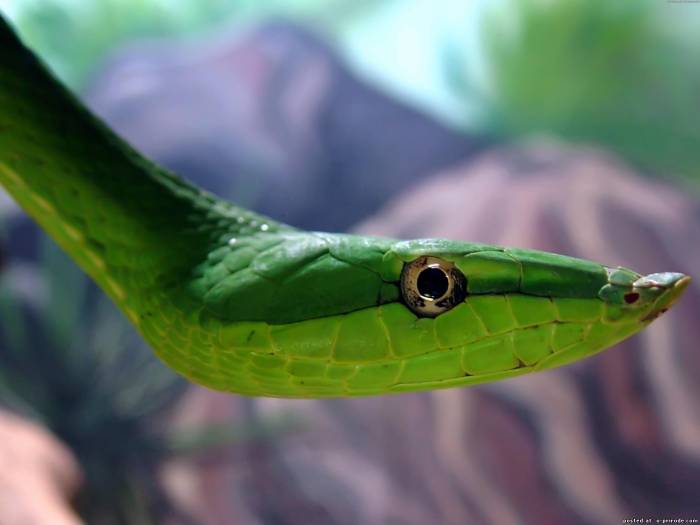 Змея стрела. Змея 2013. Змея стрелка зеленая. Зеленый гад.