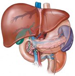  liver2 (395x400, 28Kb)