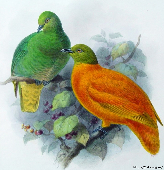 vintage bird illustration 12 (673x700, 306Kb)