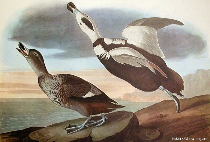 vintage bird illustration 14 (700x475, 264Kb)