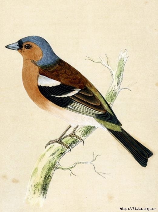 vintage bird illustration 11 (521x700, 211Kb)