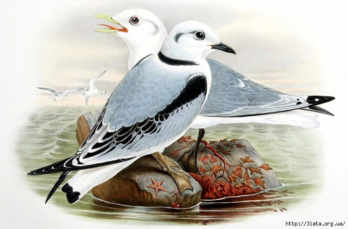 vintage bird illustration 05 (700x462, 244Kb)