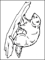 beaver-s (155x205, 28Kb)