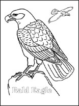 bald-eagle-s (155x208, 10Kb)